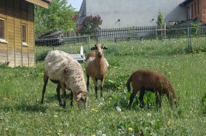 Ferienhof-Gerstel-Craula-Tiere-Bauernhof
